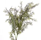 asparagus-galazka