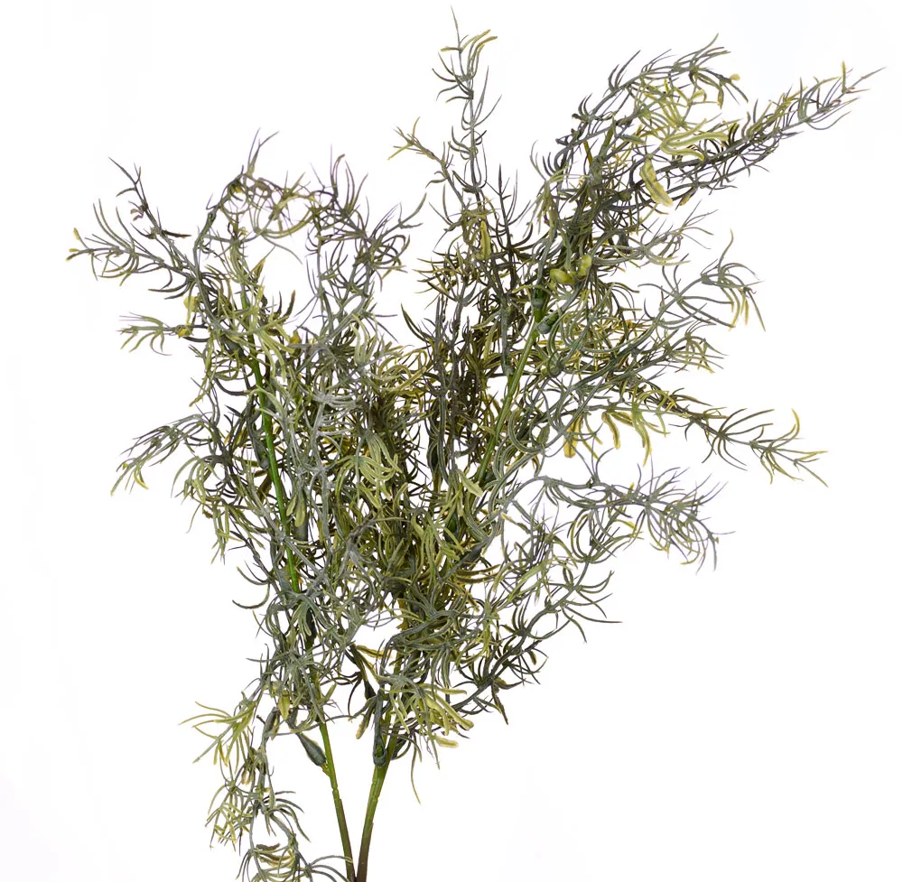 asparagus-galazka