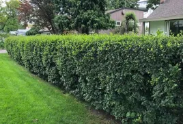 irga-blyszczaca-zimozielony-krzew