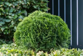 tuja-danica-2l-najpiekniejsza-sadzonka-kulka