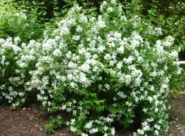 jasminowiec-belle-etoile-krzew-kwitnacy-do-ogrodu