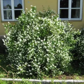 jasminowiec-mont-blanc-krzew-kwitnacy-do-ogrodu