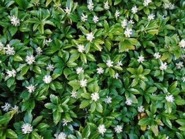 Runianka Japońska GREEN CARPET Krzew Liściasty Sadzonka w Doniczce