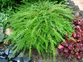 suchodrzew-zimozielony-krzew-do-ogrodu