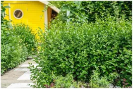 ligustr-green-diamond-krzew-lisciasty-sadzonka-do-ogrodu