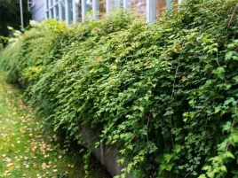 tawulec-pogiety-crispa-gesty-krzew-sadzonka-do-ogrodu