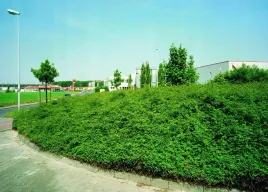 snieguliczka-chenaulta-hancock-krzew-sadzonka-do-ogrodu-w-doniczce