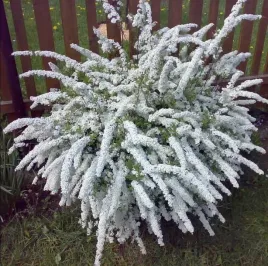 tawula-szara-grefsheim-sadzonka-do-ogrodu-w-doniczce