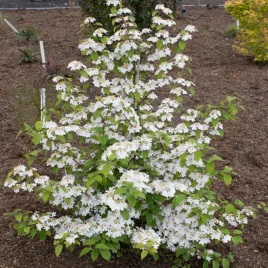 kalina-japonska-kilimanjaro-krzew-kwitnacy-do-ogrodu-sadzonka-w-doniczce