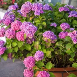 hortensja-ogrodowa-bouquet-rose-spektakularne-rozowe-kule-kwiatow-don