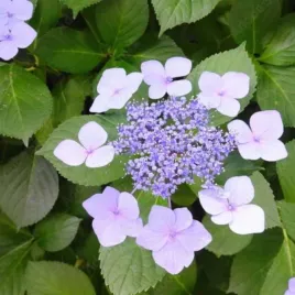 hortensja-ogrodowa-mariesii-perfecta-duze-niebieskie-kwiaty-efektowny