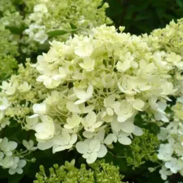 hortensja-bukietowa-bombshell-obficie-kwitnacy-krzew-biale-kwiaty-do