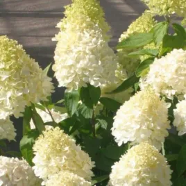 hortensja-bukietowa-magical-sweet-summer-efektowne-biale-kwiaty-ozdob