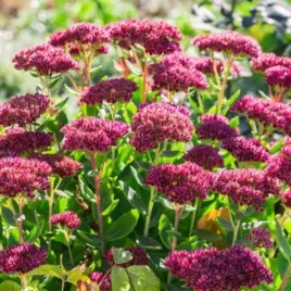 sedum-bloody-mary-efektowna-bylina-okrywowa-ciemnoczerwone-liscie-ro
