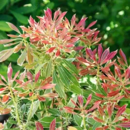 pieris-flaming-silver-efektowny-zimozielony-krzew-srebrzysto-rozowe-l