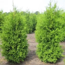 thuja-occidentalis-brabant