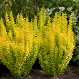 berberis-thunbergii-helmond-yellow