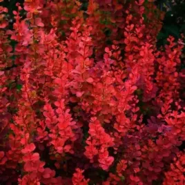 berberis-thunbergii-orange-pillar