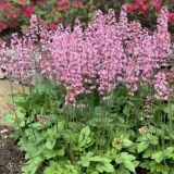 heucherella-pink-revolution-heupire030