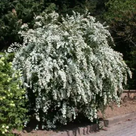 spiraea-vanhouttei