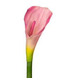 kalia-gumowa-galazka-coral-pink