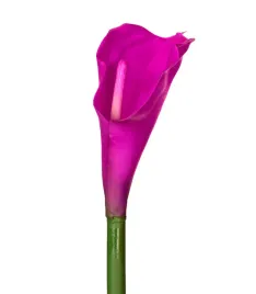 kalia-gumowa-galazka-fuchsia