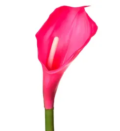 kalia-gumowa-galazka-magenta