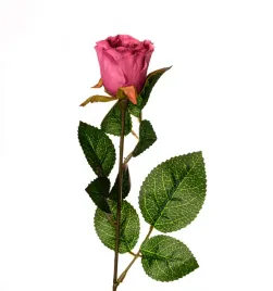 roza-galazka-fioletowa