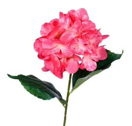 hortensja-malinowa-galazka-60cm