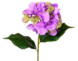 hortensja-fioletowa-galazka-60cm