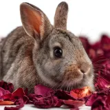 hibiskus-60g-herbal-pets-stan-opakowania-oryginalne