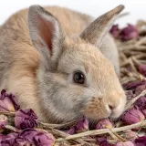 sianko-rozane-300g-herbal-pets-stan-nowy