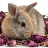 sianko-rozane-300g-herbal-pets-stan-opakowania-oryginalne