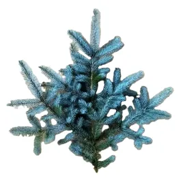 galazka-swierkowa-srebrny-swierk-na-wieniec-wiazanka-stroik-girlanda-wianek