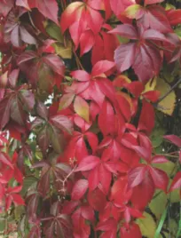 winobluszcz-parthenocissus-quinquefolia-nasiona-400-sztuk-10g