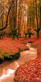 tlo-fotograficzne-jesien-liscie-drzewa-150x300-cm