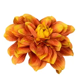 dalia-glowka-zoltopomaranczowa