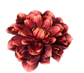 dalia-glowka-bordowo-kremowa