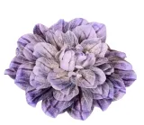 dalia-glowka-niebieska