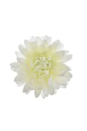 chryzantema-wyrobowa-kremowo-zielona-12cm