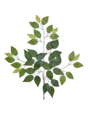 benjamin-ficus-galazka-lisci-zielona