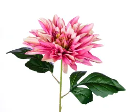 dalia-kremowo-rozowa-galazka-67cm