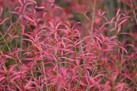 trzmielina-karlowa-euonymus-nanus-var-turkestanicus