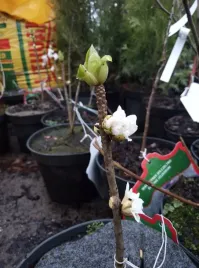 wawrzynek-wilczelyko-odm-biala-daphne-mezereum-f-alba