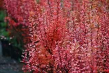 berberys-thunberga-erecta-berberis-thunbergii