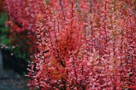 berberys-thunberga-erecta-berberis-thunbergii