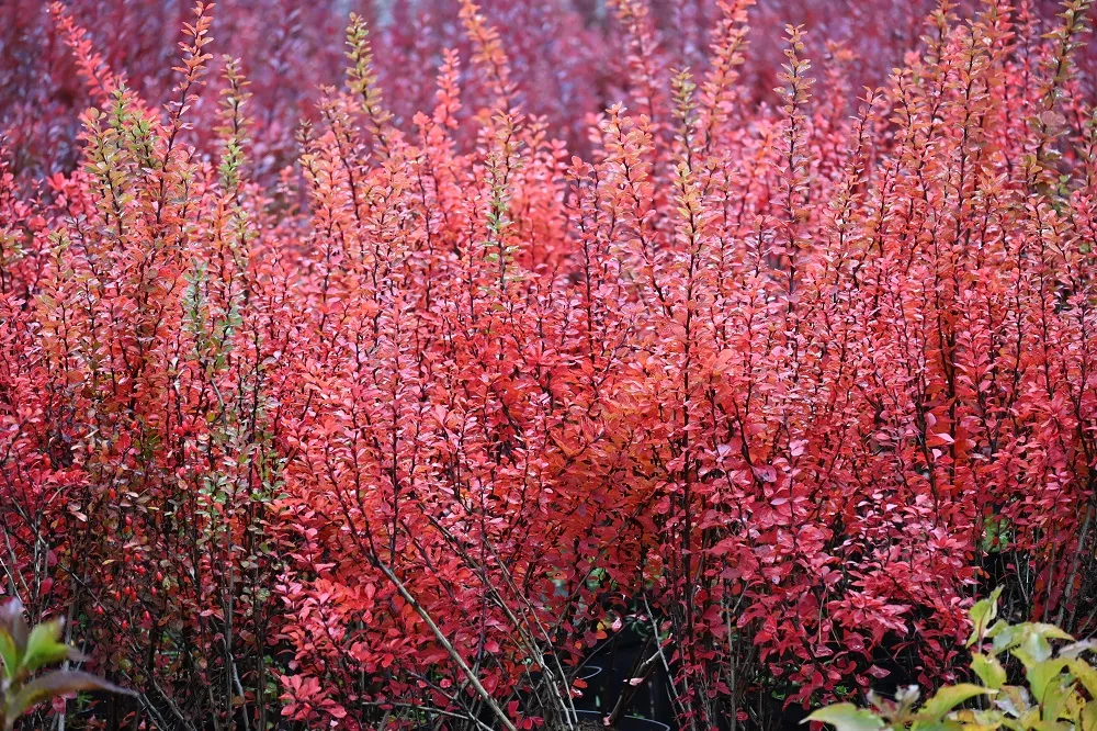 berberys-thunberga-erecta-berberis-thunbergii-kolor-kwiatow-zolte
