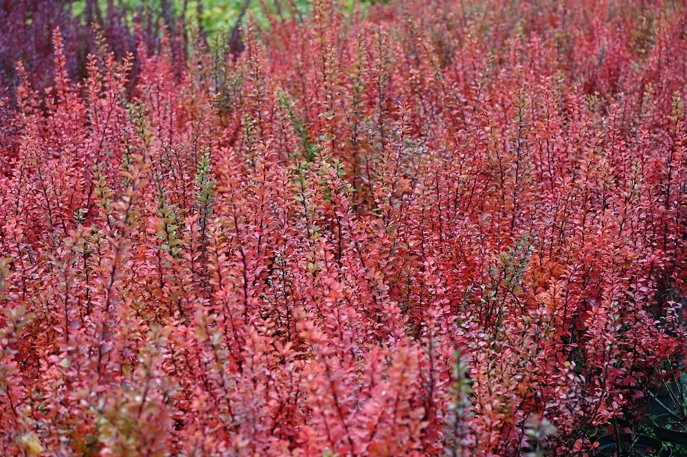 berberys-thunberga-erecta-berberis-thunbergii