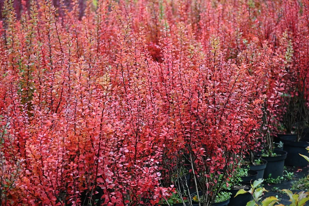 berberys-thunberga-erecta-berberis-thunbergii-kolor-kwiatow-zolte