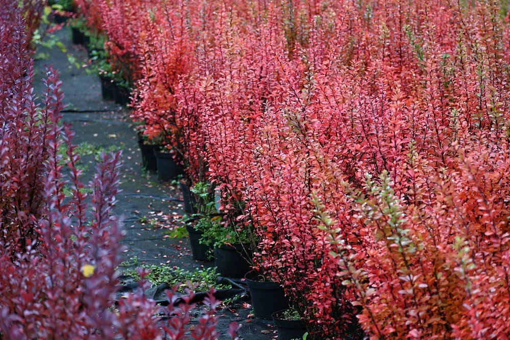 berberys-thunberga-erecta-berberis-thunbergii